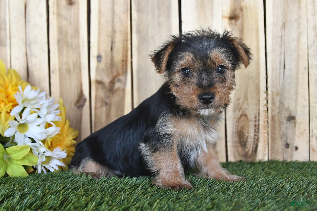 Yorkshire Terrier dogs for sale: Dalas - Ad 5