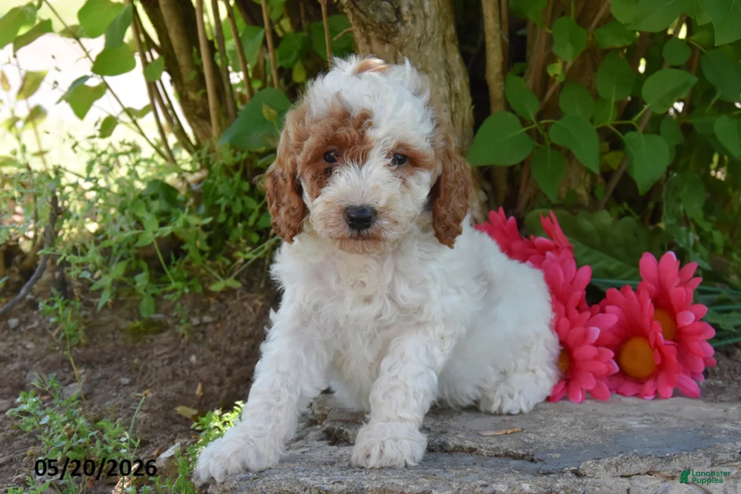 Miniature Poodle dogs for sale: John - Ad 2