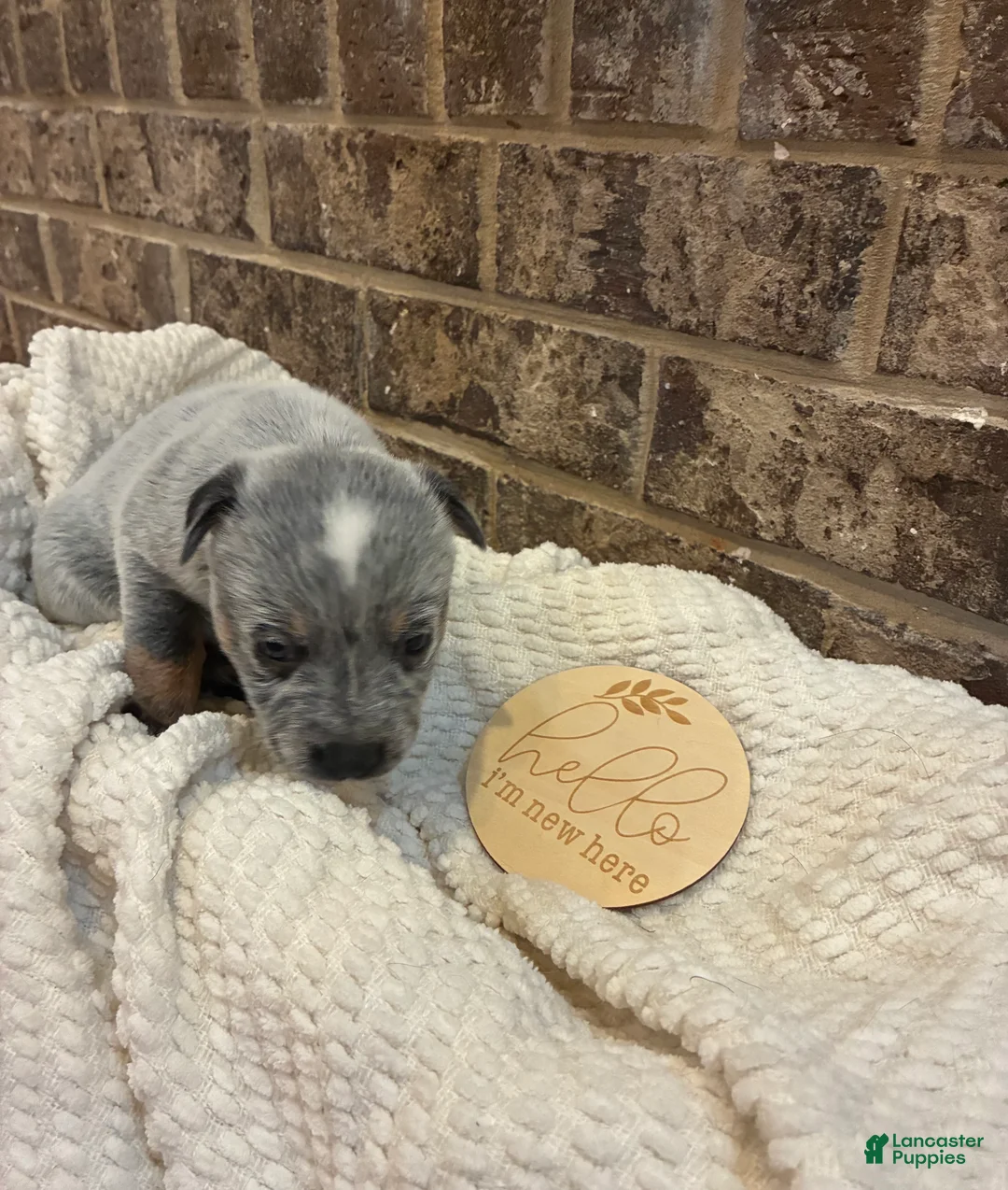 Australian Cattle Dog dogs for sale: Australian Cattle Blue female 4 - Ad 1