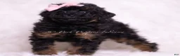 Toy Poodle dogs for sale: Dazzle - Ad 3