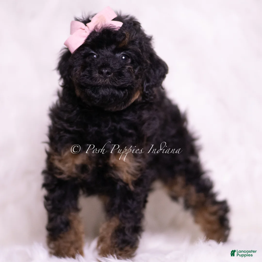 Toy Poodle dogs for sale: Dazzle - Ad 3