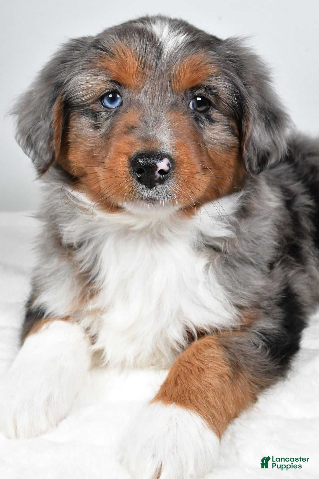 Miniature Australian Shepherd dogs for sale: Richie - Ad 9
