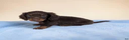 Miniature Dachshund dogs for sale: Lincoln - Ad 2