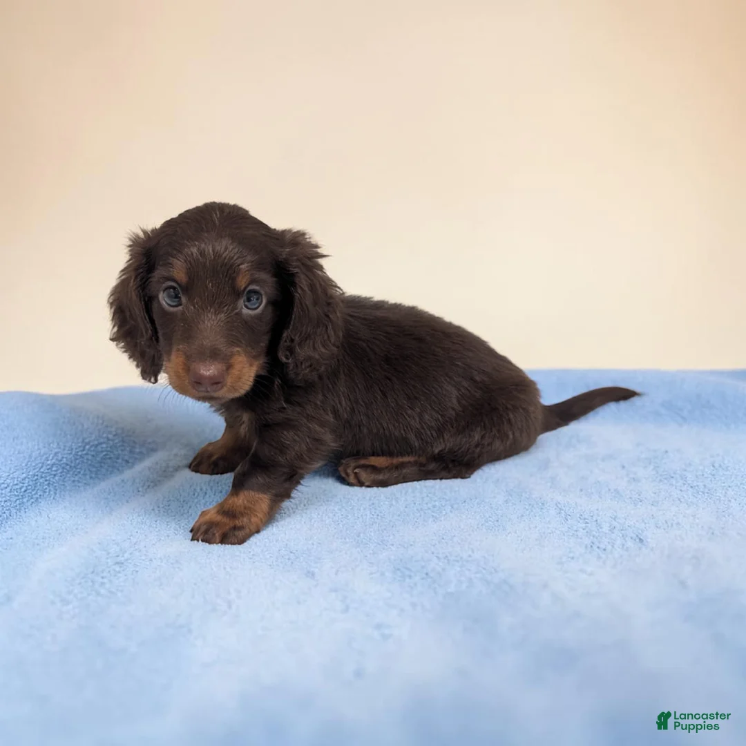 Miniature Dachshund dogs for sale: Lincoln - Ad 2