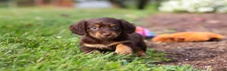 Miniature Dachshund dogs for sale: Zoey - Ad 3