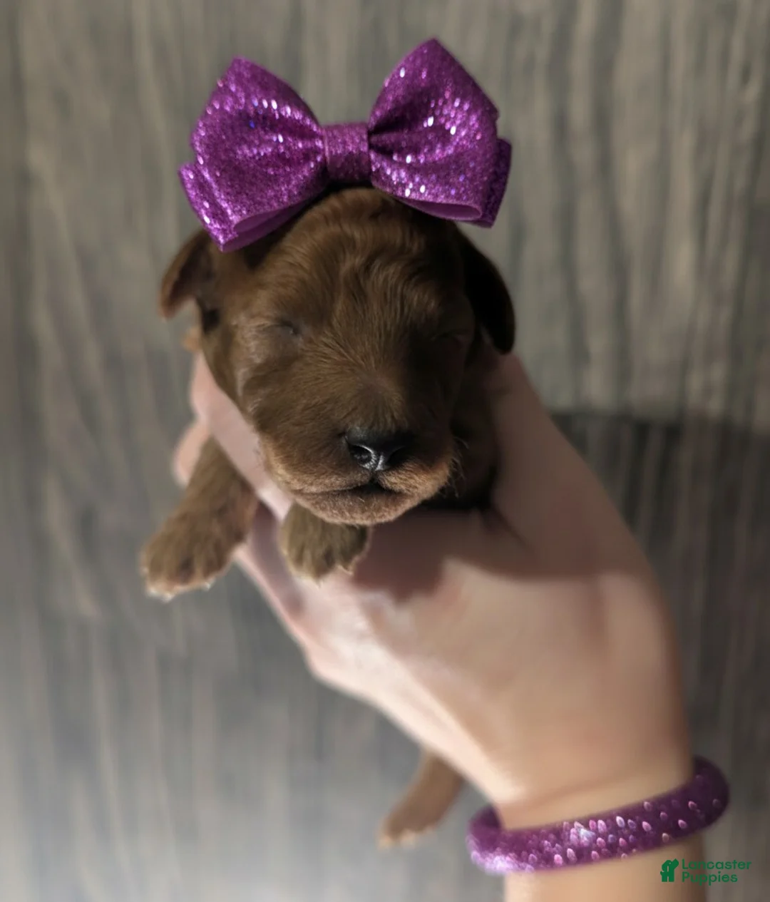 Toy Poodle dogs for sale: Cinnamon 💜 - Ad 8