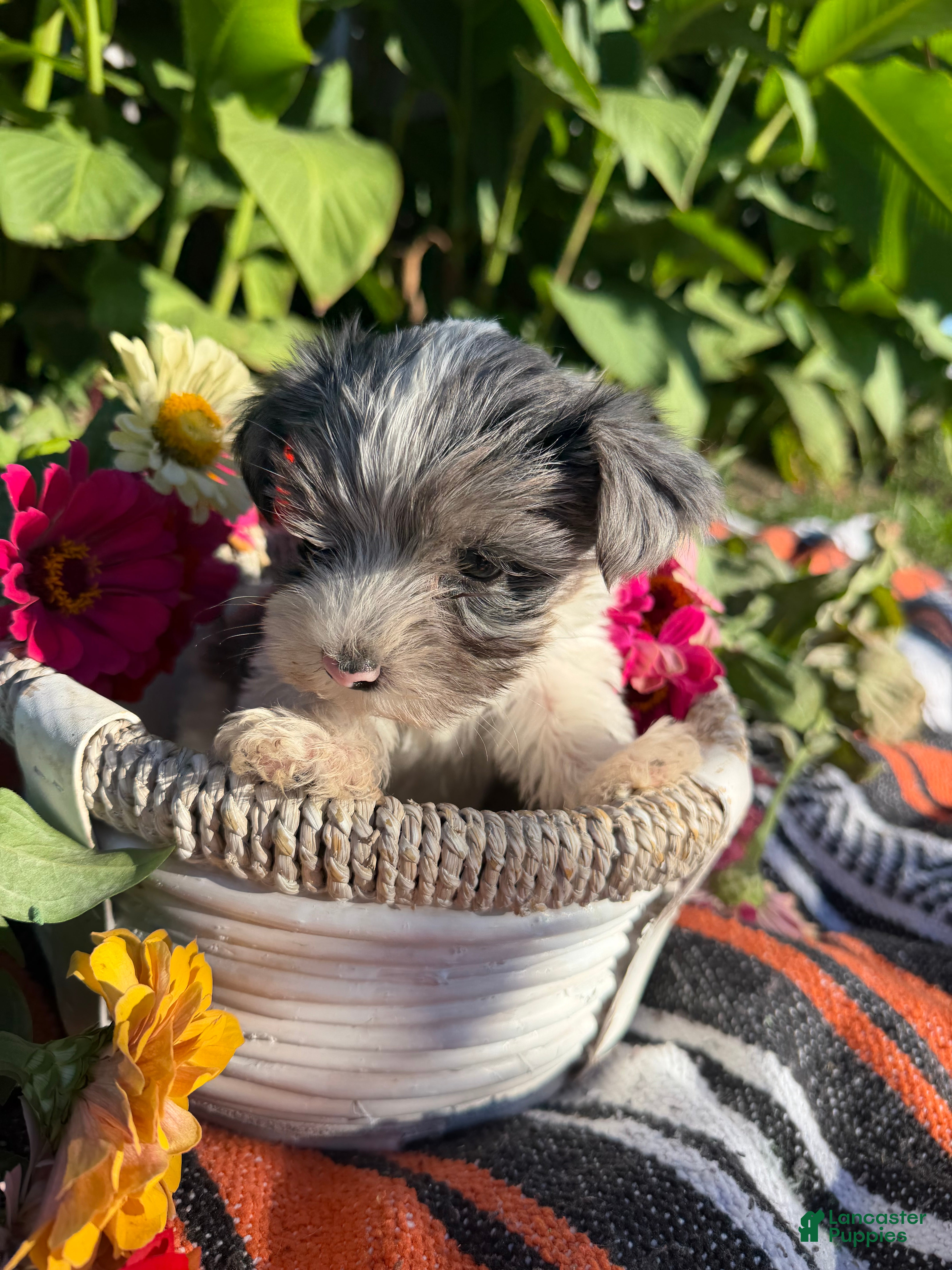 Yorkshire Terrier dogs Yorkshire Terrier 2 - Ad 1