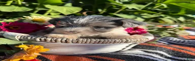 Yorkshire Terrier 2