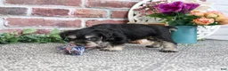 Miniature Schnauzer dogs for sale: Leah - Ad 6