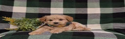 Eskipoo dogs for sale: Denzel - Ad 9