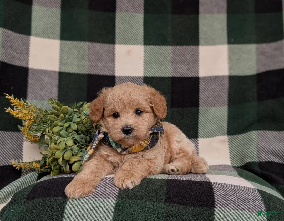Eskipoo dogs for sale: Denzel - Ad 9