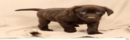 Labrador Retriever dogs for sale: Molly - Ad 9