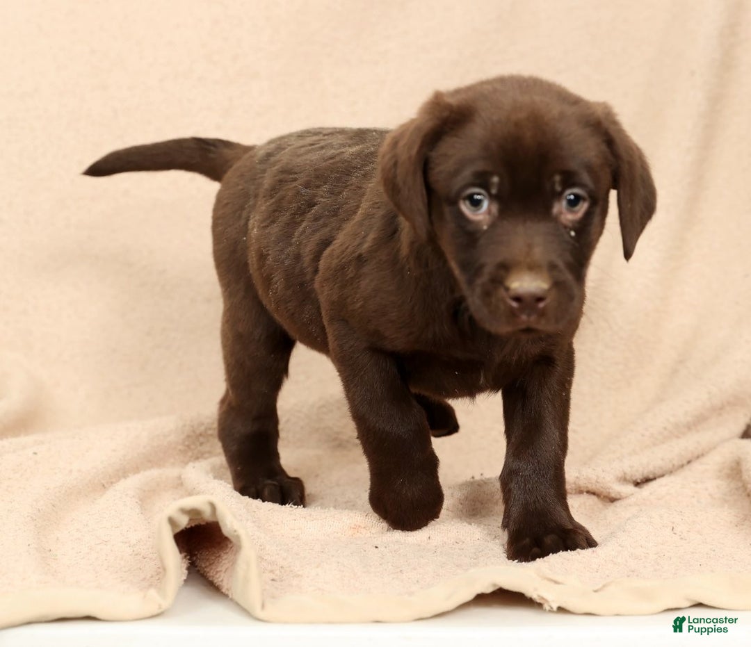 Labrador Retriever dogs for sale: Molly - Ad 9