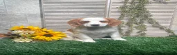 Mixed Breed dogs for sale: Phyllis - Ad 6