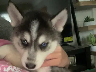 Gerberian Shepsky dogs Gerberian Shepsky Puppy 1 - Ad 14