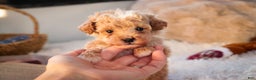 Miniature Poodle dogs for sale: Ramsey - Ad 1
