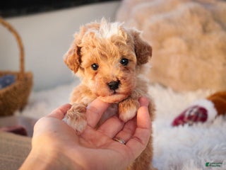 Miniature Poodle dogs Ramsey - Ad 37