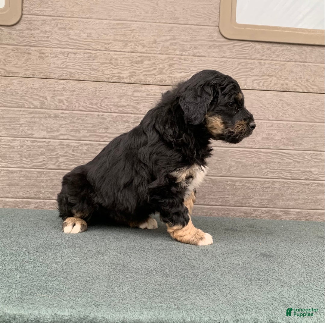 Aussiedoodle dogs for sale: Trixy - Ad 3