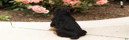 Yorkshire Terrier dogs for sale: Conquistador  - Ad 6