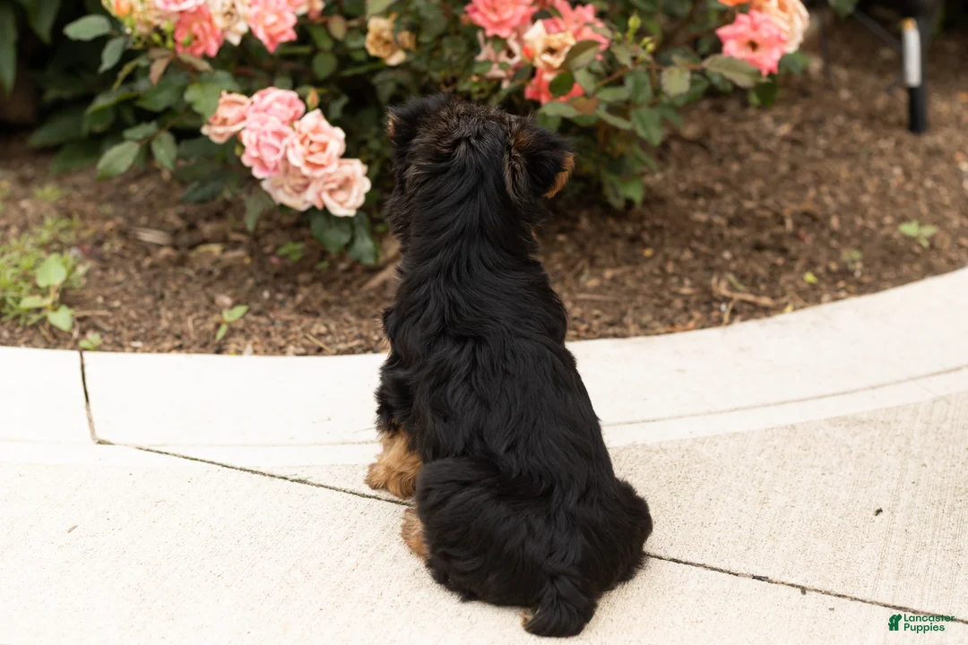 Yorkshire Terrier dogs for sale: Conquistador  - Ad 6