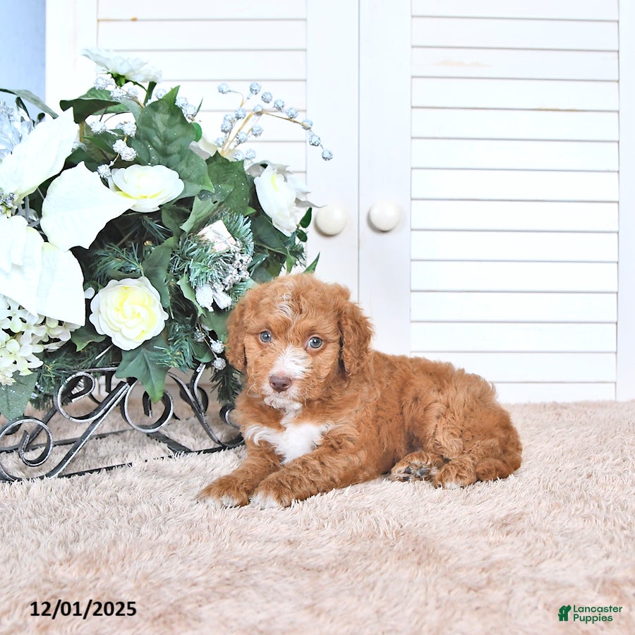 Mini Goldendoodle dogs Dawn - Ad 31