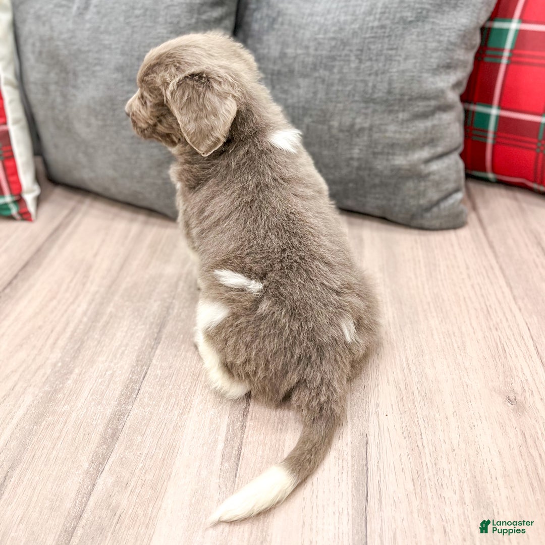 Newfoundland dogs for sale: Rose - Ad 5