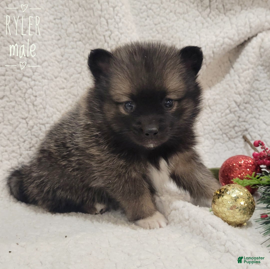 Pomsky dogs for sale: Ryler - Ad 4