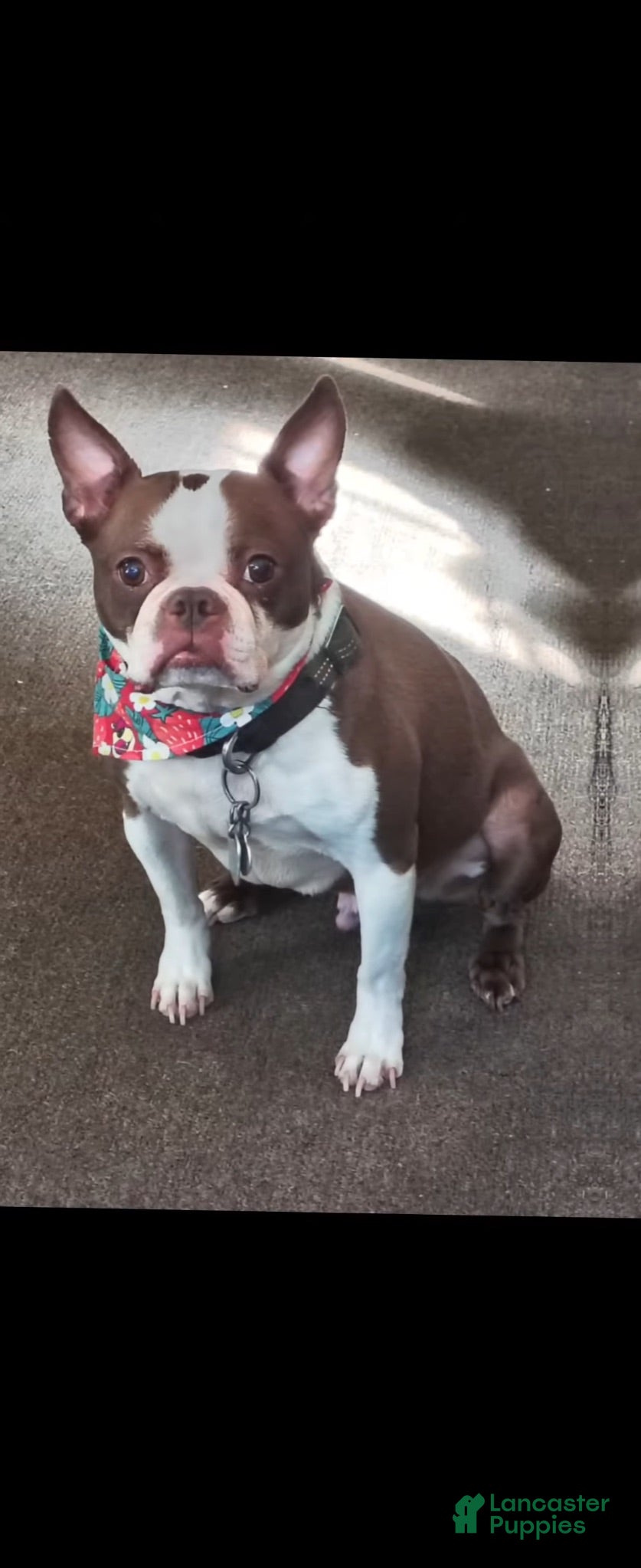 Mixed Breed dogs King - Ad 12