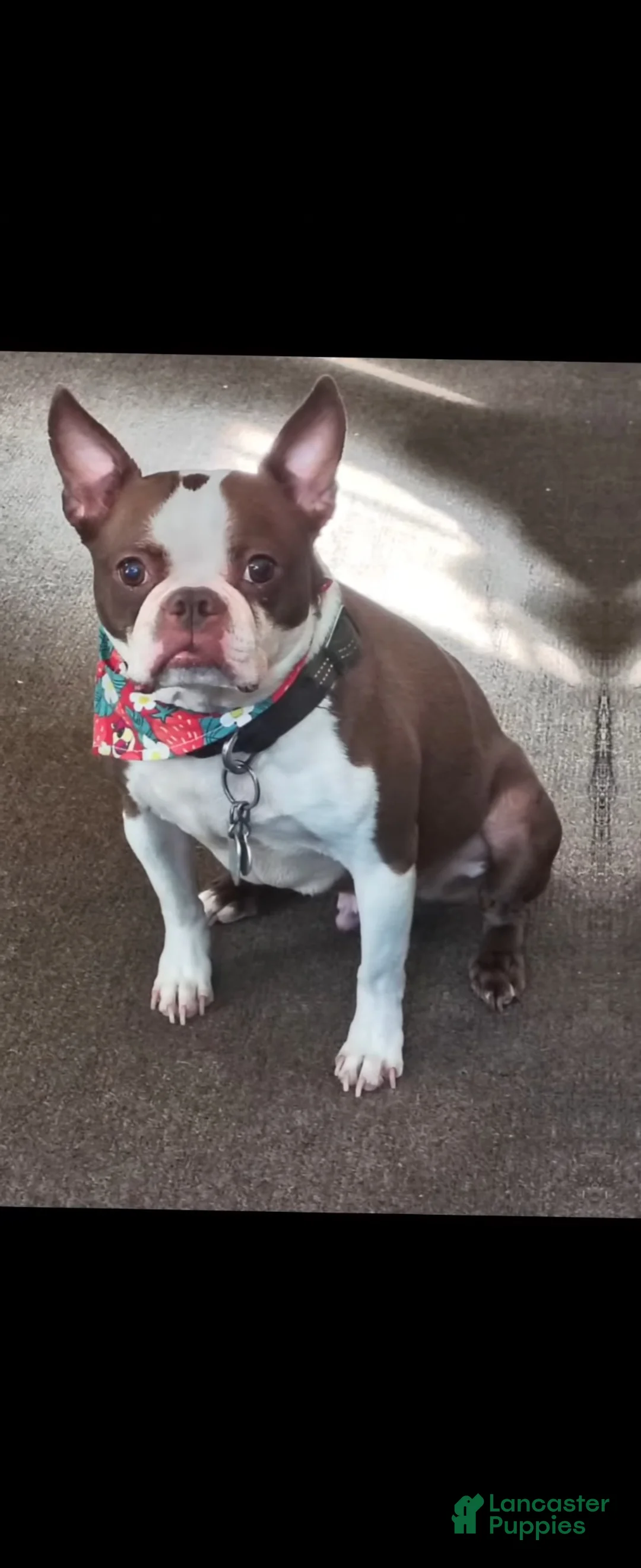 Mixed Breed dogs for sale: King - Ad 1