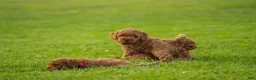 Mini Goldendoodle dogs for sale: Poppy - Ad 10