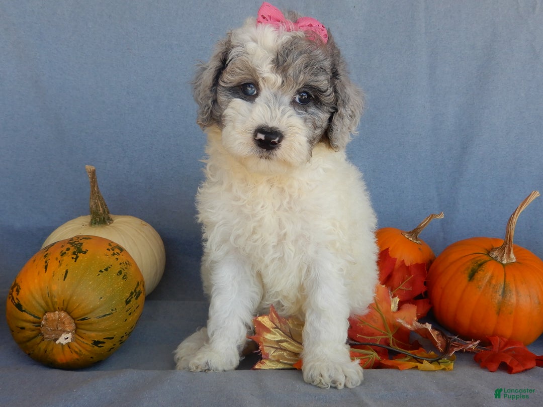 Sheepadoodle dogs for sale: Panda (medium) - Ad 52