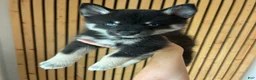 Pomsky dogs for sale: Fang Mini Pomsky - Ad 2