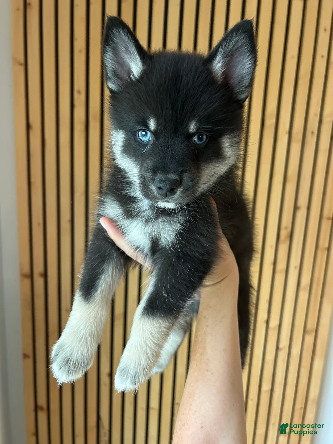 Pomsky dogs for sale: Fang Mini Pomsky - Ad 2