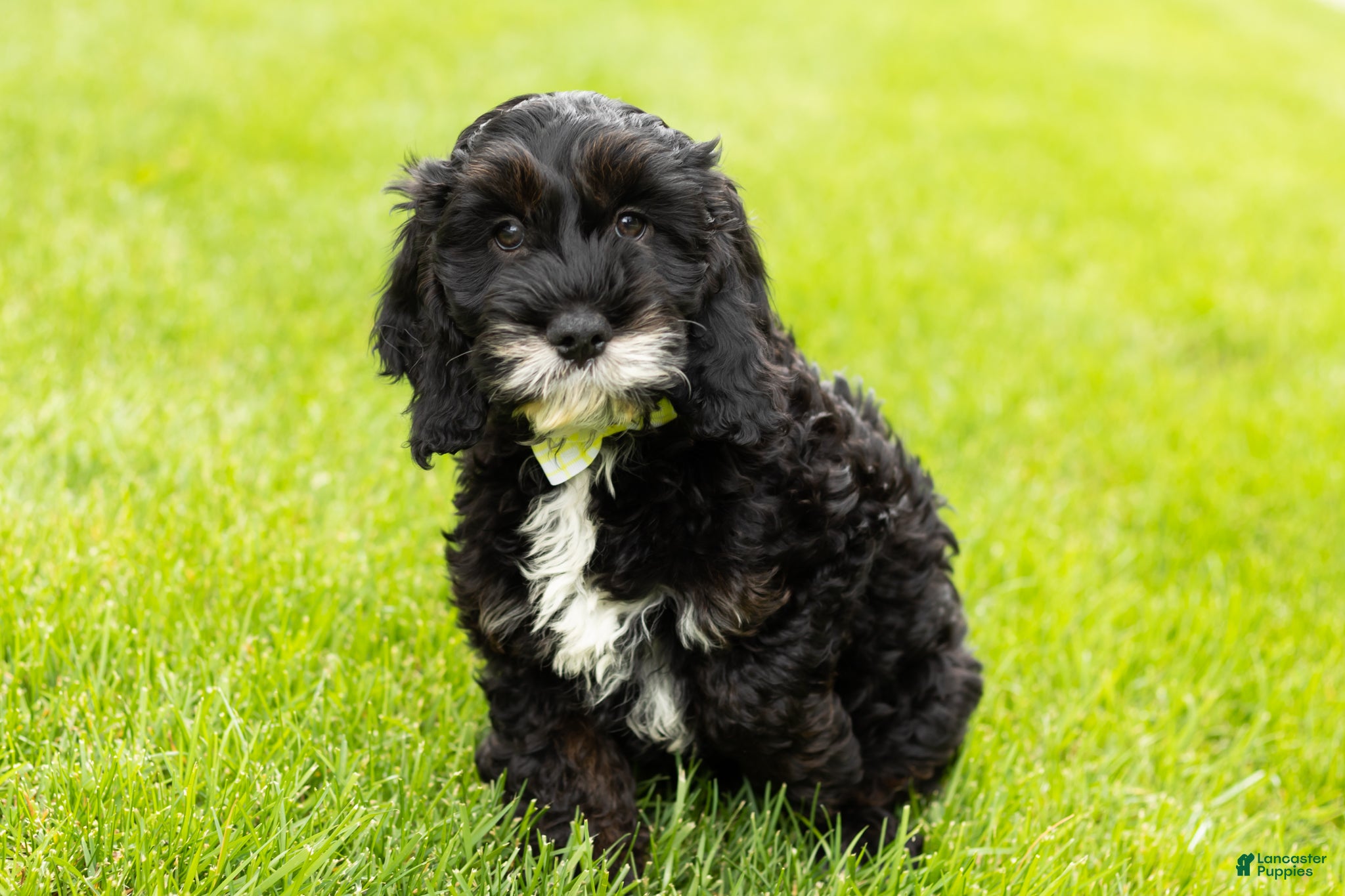 Cockapoo dogs for sale: Buster  - Ad 2