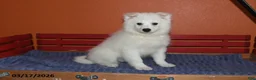 American Eskimo dogs for sale: Freddie - Ad 3
