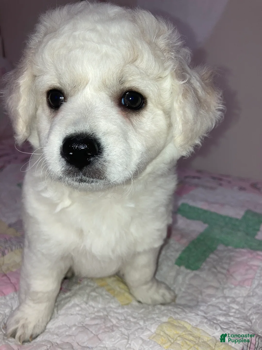 Maltipoo dogs for sale: Clara - Ad 6