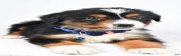 Miniature Australian Shepherd dogs for sale: Kip - Ad 9