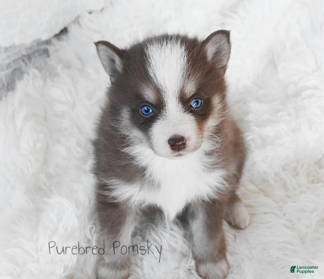 Pomsky dogs for sale: Truffle Tiny Pomsky - Ad 5