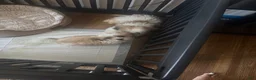 Teddy Bear dogs for sale: Teddy Bear 1 - Ad 1