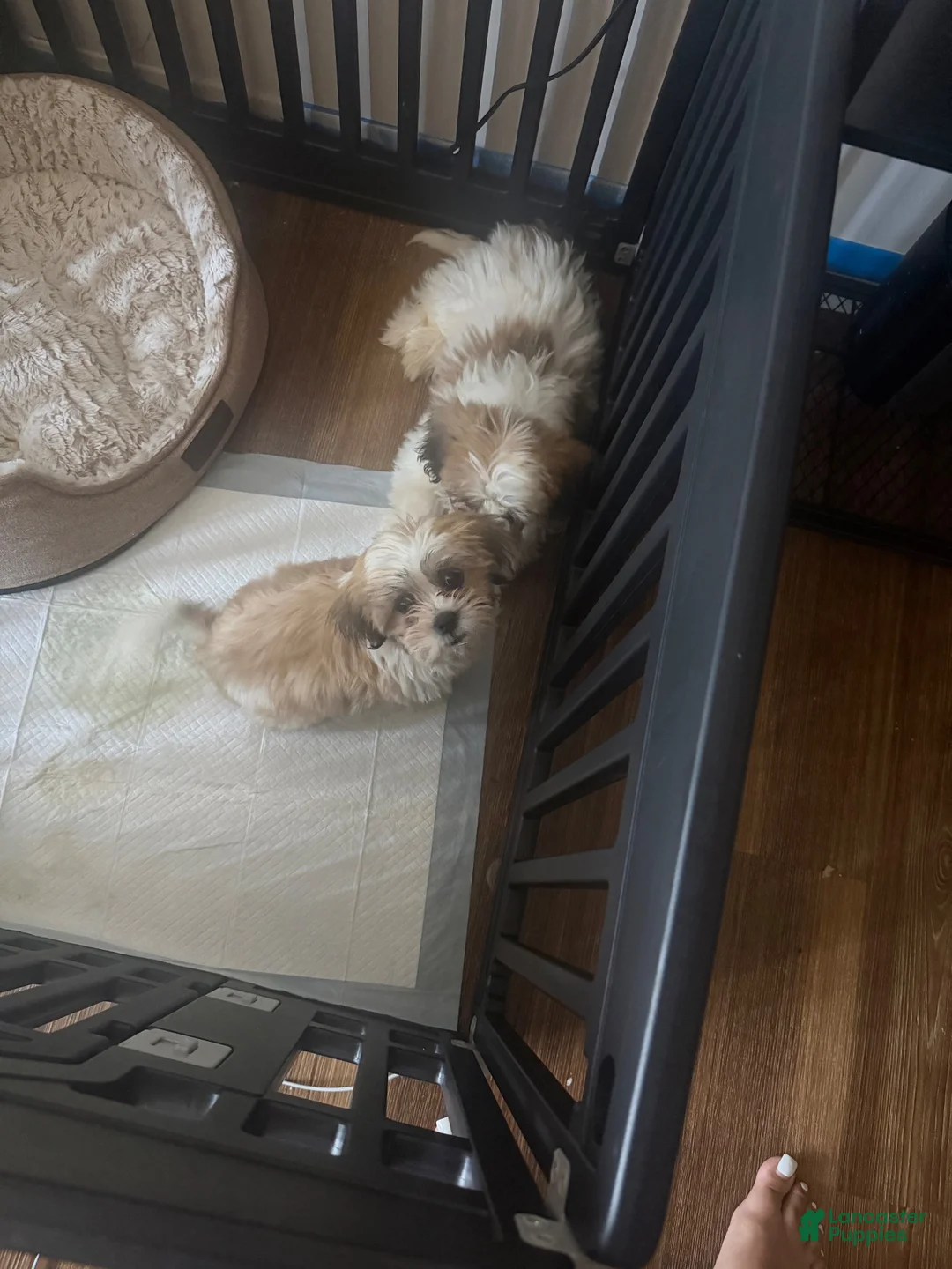 Teddy Bear dogs for sale: Teddy Bear 1 - Ad 1