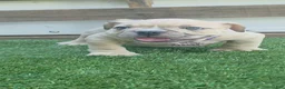 American Bully dogs for sale: Nala Girl - Ad 3