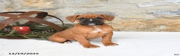 Boxer dogs for sale: Honey - Ad 1