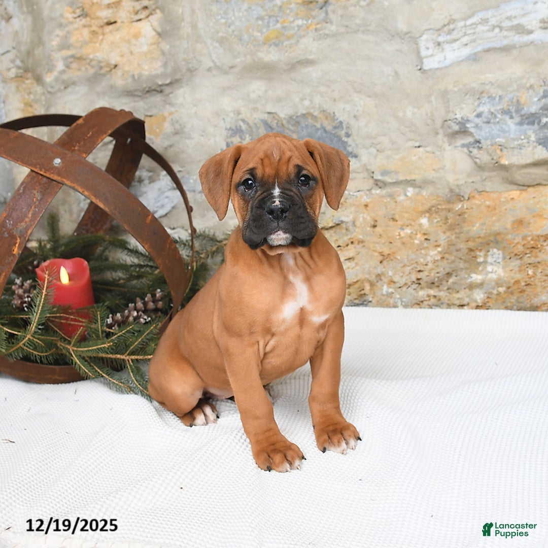 Boxer dogs for sale: Honey - Ad 1