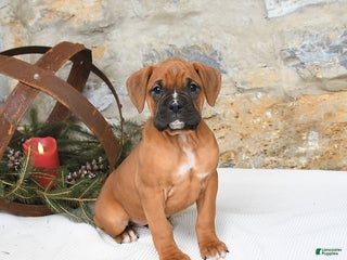 Boxer dogs Honey - Ad 39