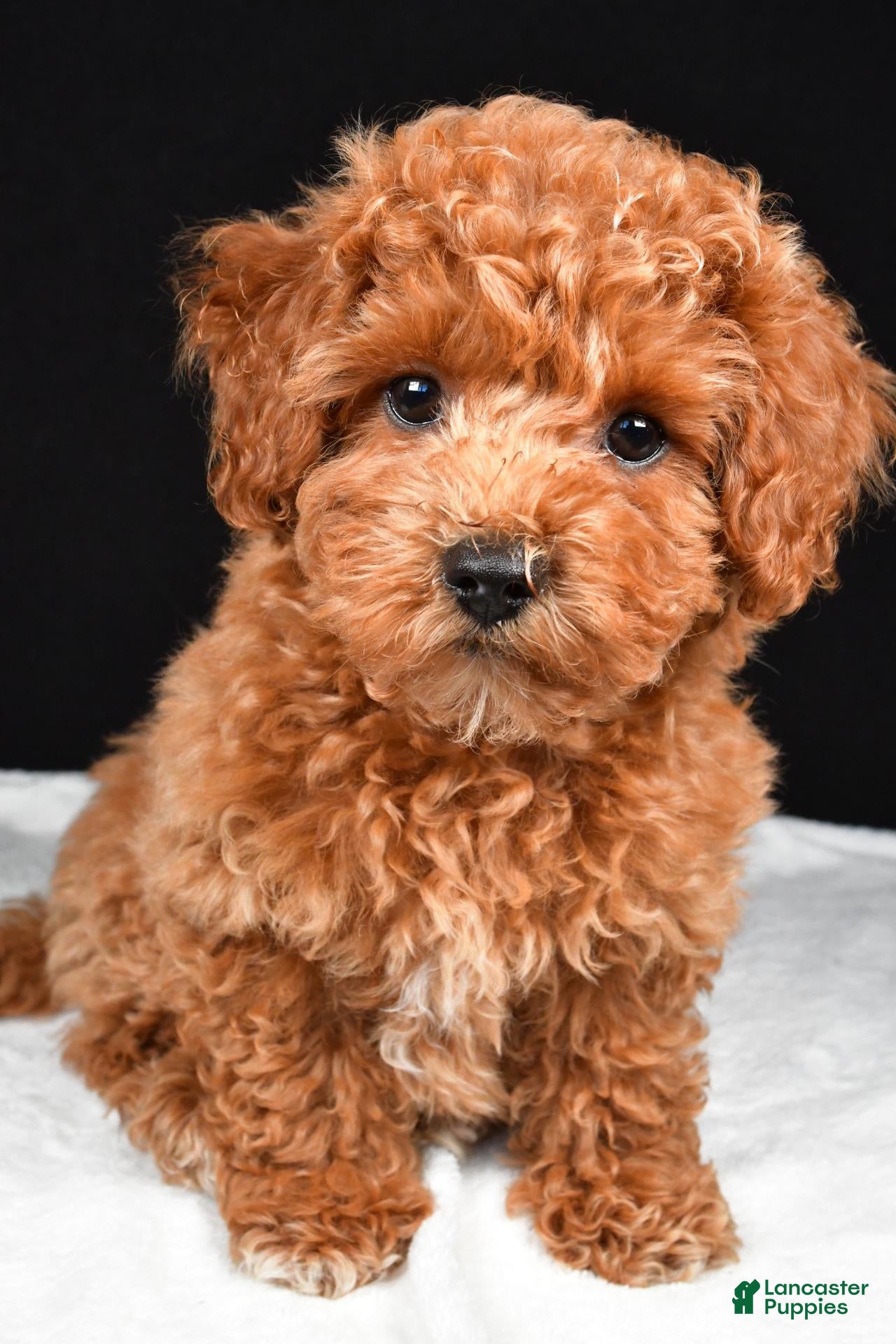 Bichpoo dogs for sale: Carley - Ad 1