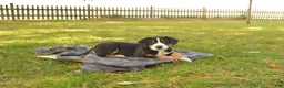 Greater Swiss Mountain Dog dogs for sale: Grace - Ad 7