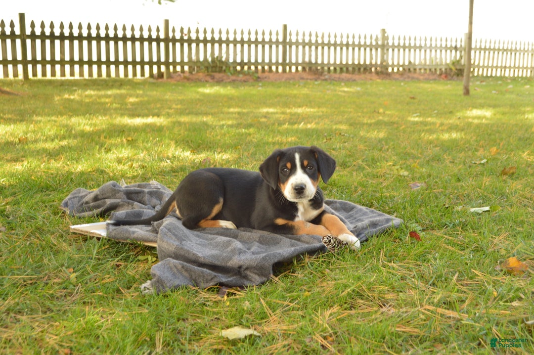 Greater Swiss Mountain Dog dogs for sale: Grace - Ad 7