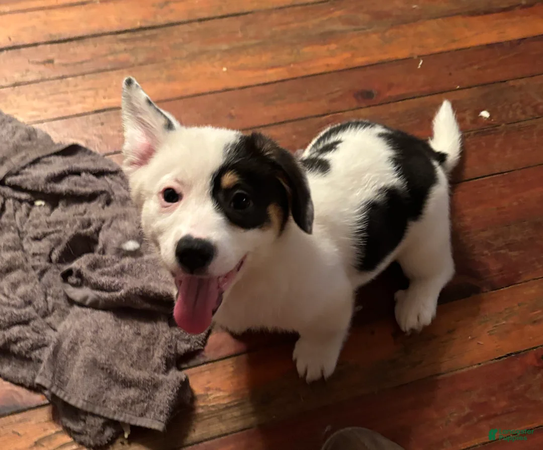 American Corgi dogs for sale: Marco - Ad 1