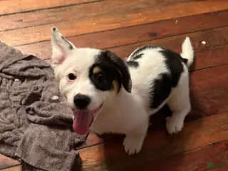 American Corgi dogs Marco - Ad 10