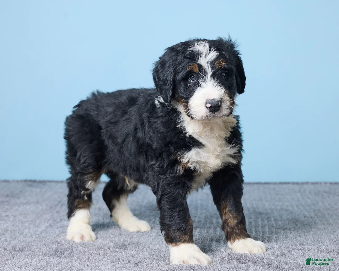 Bernedoodle dogs for sale: Harley - Ad 4